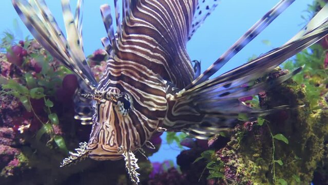 Red lionfish (Pterois volitans) or zebrafish is venomous coral reef fish in family Scorpaenidae, order Scorpaeniformes. It is native to Indo-Pacific region, invasive species in Caribbean Sea.