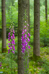Blühender Roter Fingerhut (lat.: Digitalis purpurea) im Wald in der Natur
