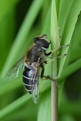 Vertical closeup on the European Stripe-faced Dronefly, Eristalis nemorum hanging on a grass-blade in the garden