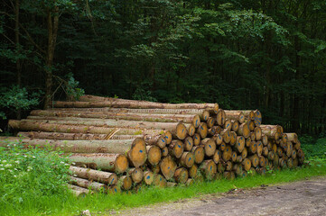 Gestapelte Baumstämme im Wald neben einem Waldweg (Holzwirtschaft / Forstwirtschaft)