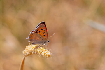 little red butterfly on wing, Golden copper, Lycaena thetis