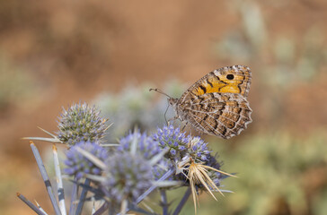 big butterfly on blue thorns, Dark Rockbrown, Chazara anthe