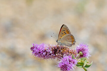 little red butterfly on wing, Golden copper, Lycaena thetis
