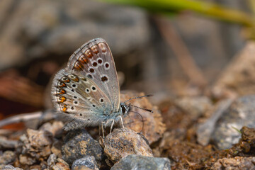 little butterfly taking minerals from the ground, Teberdinsk False Argus, Polyommatus teberdinus