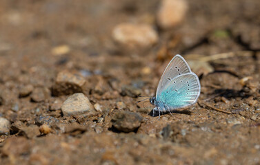 small blue butterfly on the ground, Pontic Blue, Polyommatus coelestinus