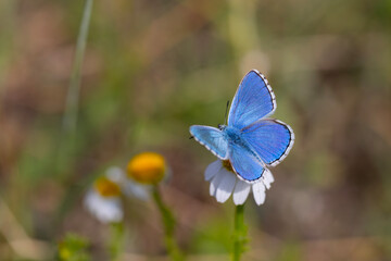 a wonderful butterfly with an overhead blue wing color, Polyommatus bellargus	
