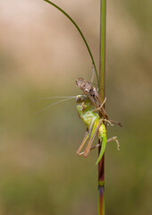 A grasshopper catching its prey on the grass