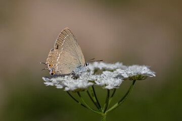 tiny butterfly on white flower, Gerhard’s Black Hairstreak, Satyrium abdominalis