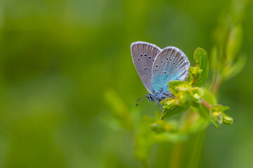 small blue butterfly on the grass, Pontic Blue, Polyommatus coelestinus
