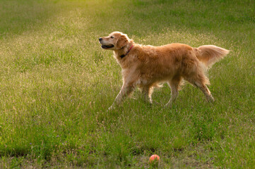 Golden Retriever Playing in Sunny Field