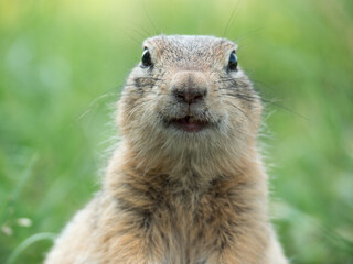 Prairie dog looking at a camera and smiling, Portrait of a rodent