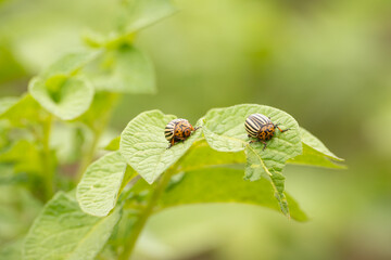 Colorado potato beetle damage potato leaves on plantations.