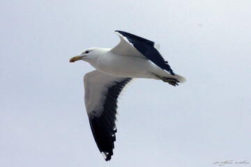 Beautiful Seagull 