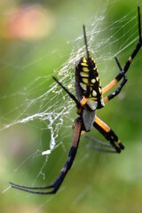 A macro shot of a large black and yellow garden spider upside down in it's web with a rich green backdrop.