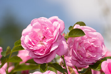 Blooming pink roses in the garden, close-up 