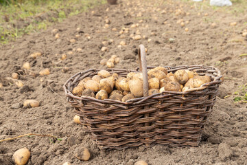 harvesting potatoes from the ground.