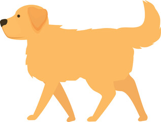 Golden retriever dog walking in side view, cute pet canine animal