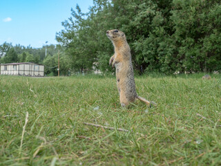 Prairie dog standing on its hind legs and looking around