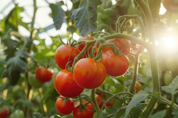 Growing tomatoes in a large sunny greenhouse