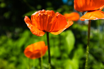 Obraz premium Poppy flowers on blurred green background. Red poppies in the garden for a poster, calendar, post, screensaver, wallpaper, postcard, banner, cover, website. High quality photo