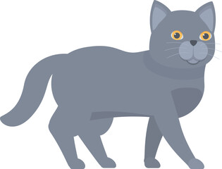 Grey british shorthair cat walking with its tail held high
