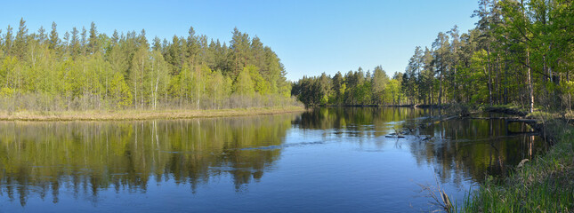Panorama of the forest river.