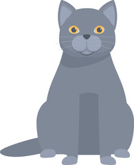 Cute grey chartreux cat is sitting patiently, enjoying a pet portrait session