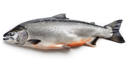 Obraz premium fresh salmon on plain white background.