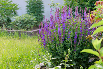 Green grass sprouted between the old cement beech