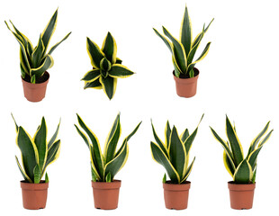 Trifasciata plant in pot