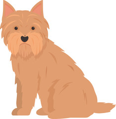 Norfolk terrier dog with brown fur sitting and looking attentive