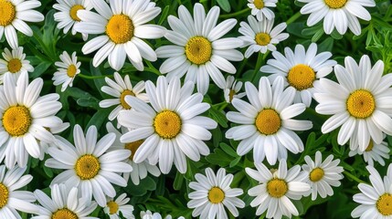 Fototapeta premium The photo shows a large group of white daisies with yellow flowers in the center, symbolizing love and peace.
