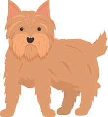 Norfolk terrier standing, a small dog breed with pointy ears and a short, wiry coat