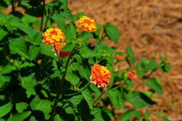 Lantana flowers at garden area