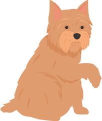 Norfolk terrier dog sitting and raising paw, purebred canine
