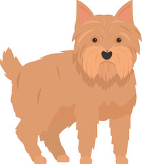 Norfolk terrier standing, a small dog breed with pointy ears and a short double coat