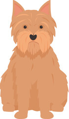 Norfolk terrier dog sitting and looking directly forward