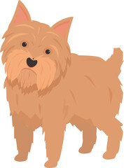 Illustration of a norfolk terrier dog breed standing and looking forward