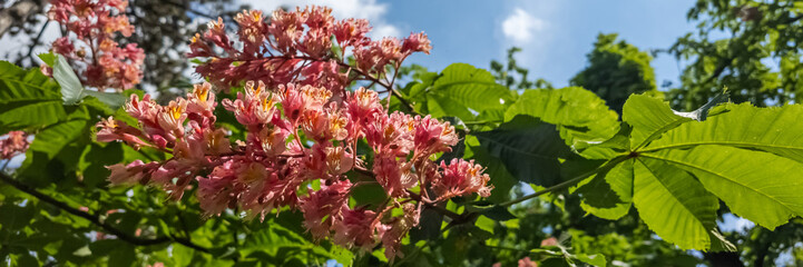 Vibrant pink chestnut blossoms against a clear blue sky, signalling springtime and the celebration of nature during Arbor Day
