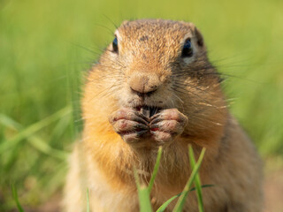 Prairie dog looking at a camera and eating sunflower seed. Portrait of a rodent