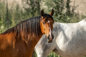 beautiful brown Lusitano horse mare 