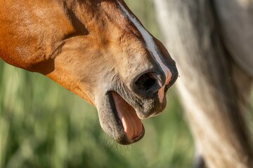 brown horse yawning tension release nose