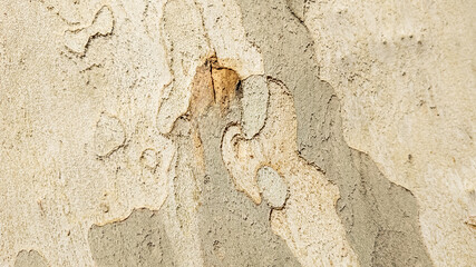 Close-up of weathered tree bark texture with natural patterns, suitable for backgrounds in environmental, nature, and Earth Day-related themes