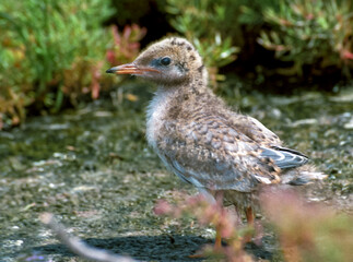 Fledgling, tern chick among thickets of plants on the Tiligul island of the estuary