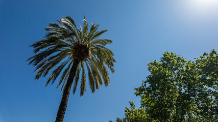 Fototapeta premium Tall palm tree against a clear blue sky with lush greenery, ideal for summer travel and tropical vacation concepts
