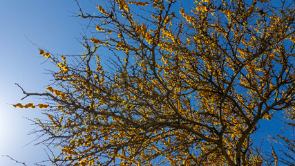 Autumnal tree branches against a clear blue sky, signifying the change of seasons, perfect for fall and Thanksgiving-themed projects