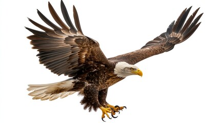 Obraz premium Majestic Bald Eagle in Flight with Outstretched Wings on White Background