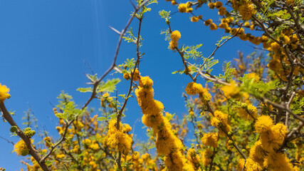 Bright yellow mimosa flowers blooming against a clear blue sky, symbolizing International Women's Day and the onset of spring