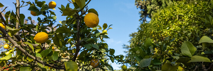 Ripe lemons hanging on a tree in a sunny citrus orchard, ideal for themes of agriculture,...