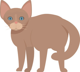 Brown cat with blue eyes is standing and looking forward